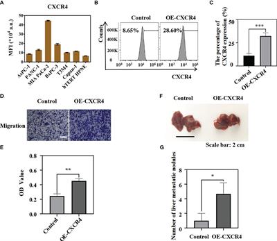 Stem cell-like circulating tumor cells identified by Pep@MNP and their clinical significance in pancreatic cancer metastasis